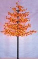 /album/photogallery/maple-tree-light-jpg/